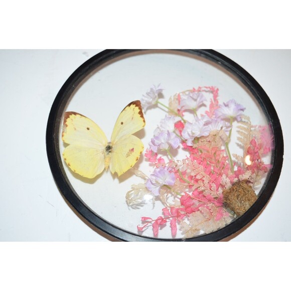 Vtg Creco Butterfly And Pink Flower Taxidermy  Round Convex Glass Wall Frame - Picture 4 of 7